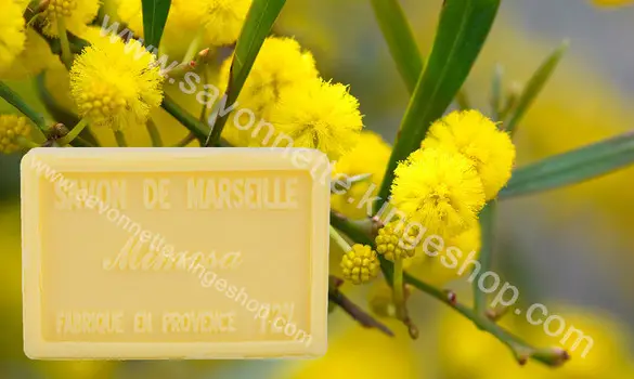 Mimosa