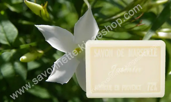 Jasmine
